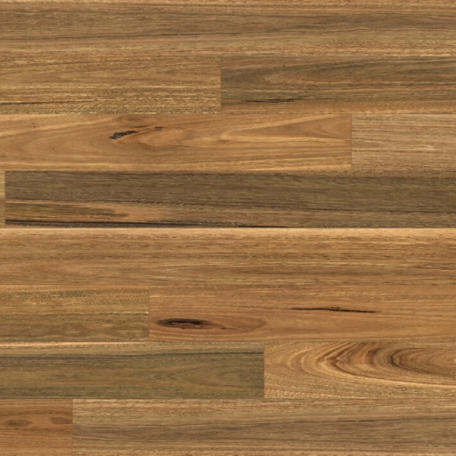 Australian Native Website Spotted Gum SWATCH