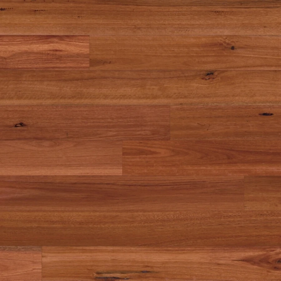 Australian Native Website Sydney Blue Gum SWATCH