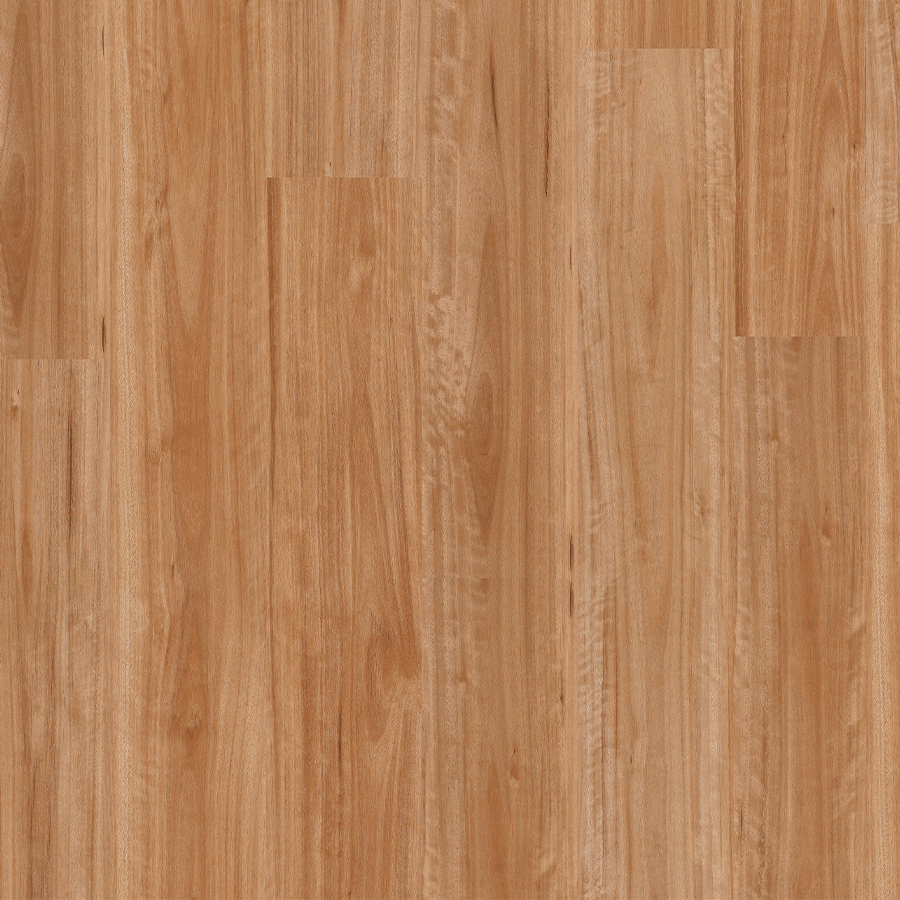 Blackbutt