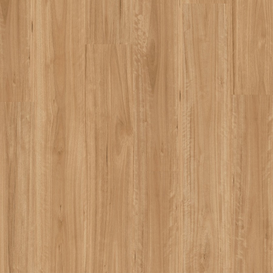 Bleached Blackbutt