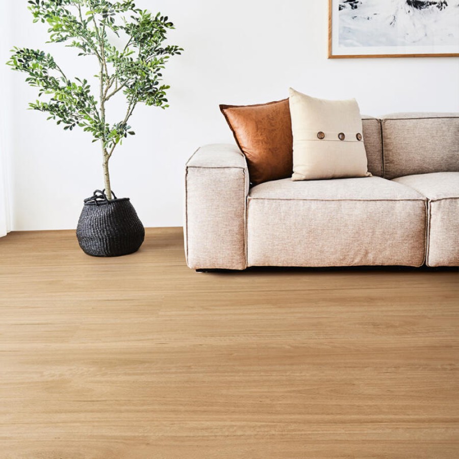 Bleached Blackbutt.