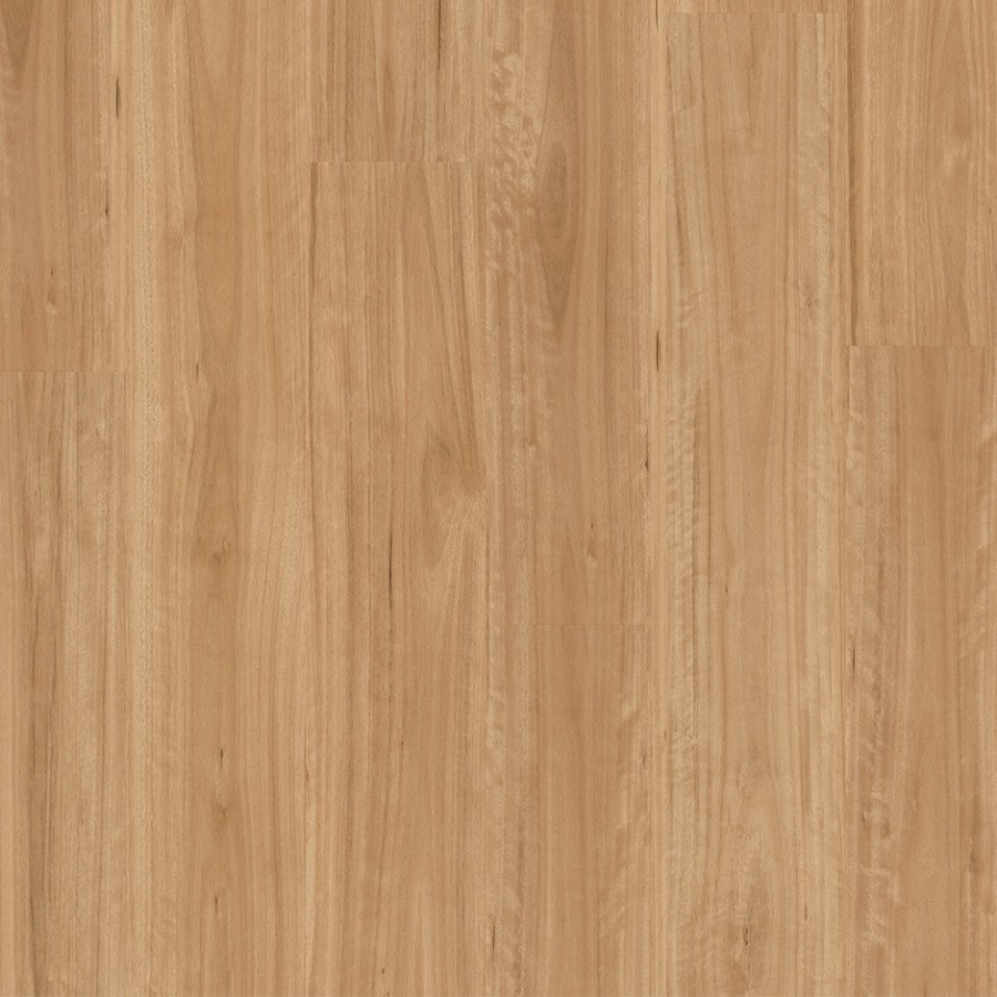 Bleached Blackbutt