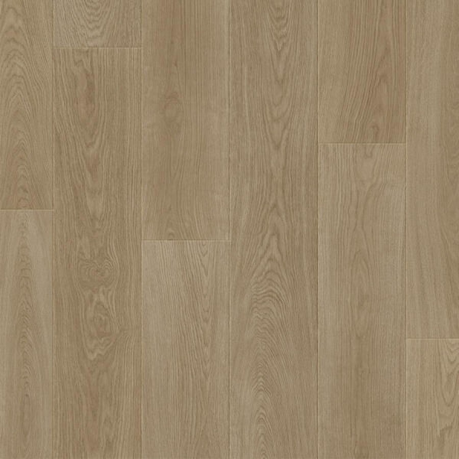 Camellia Oak