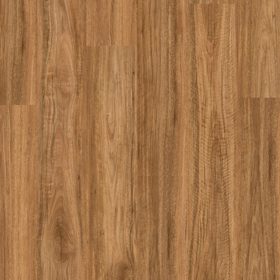 Spotted Gum
