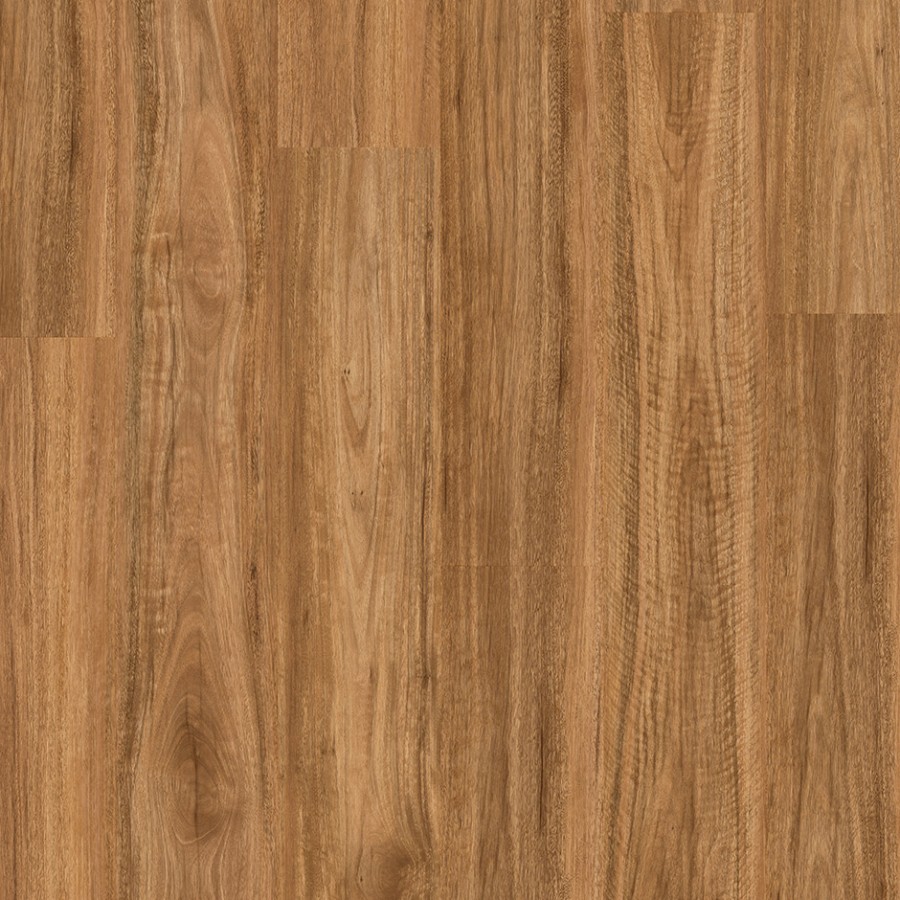 Spotted Gum